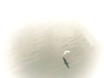 Close-up of fish swimming in sea