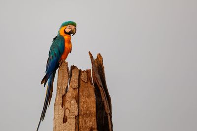 Low angle view of bird perching against clear sky