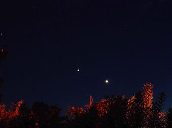 Low angle view of trees against star field