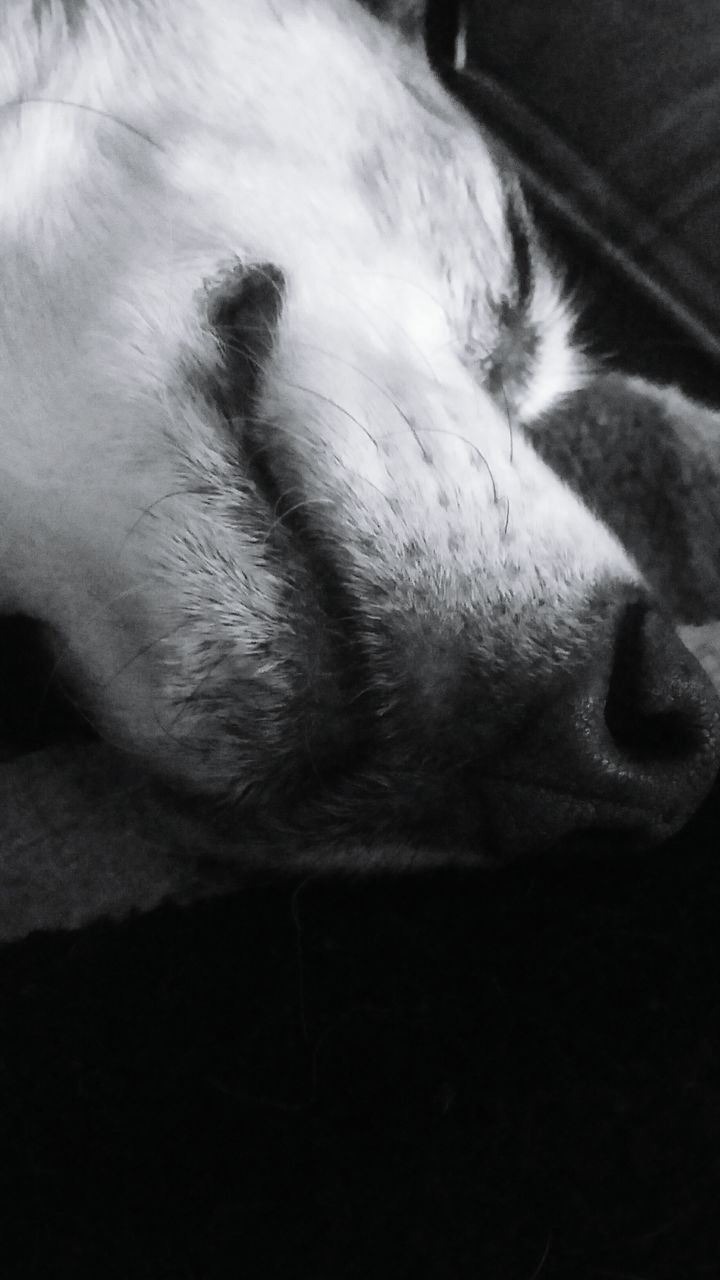 CLOSE-UP OF DOG SLEEPING