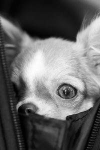 Close-up portrait of a dog