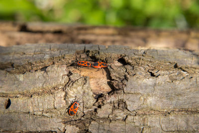 Insects on damaged wood