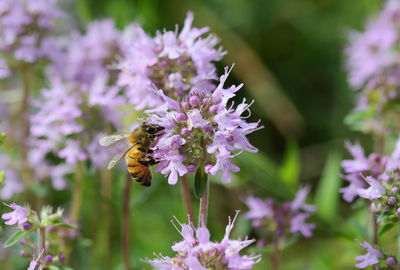 Bee pollinating on purple flower