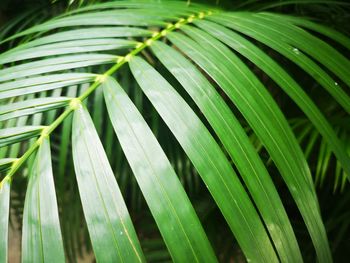 Close-up of palm leaves