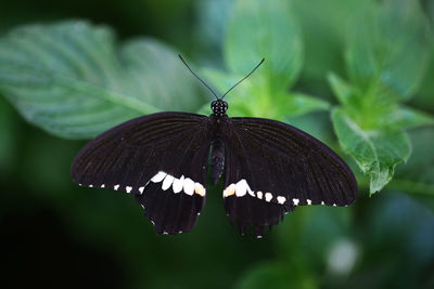 Butterfly pollinating flower