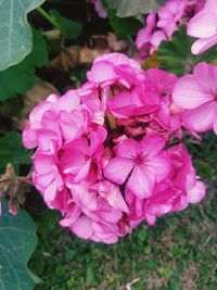 High angle view of pink flowering plant