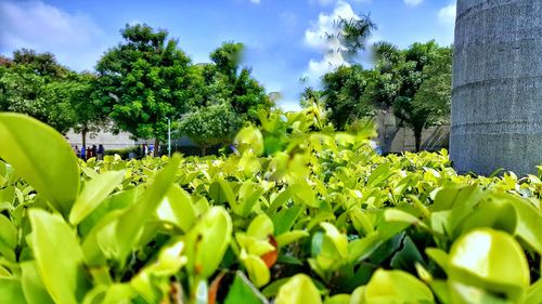 Plants and trees against sky