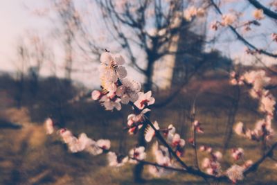 Close-up of cherry blossom on tree