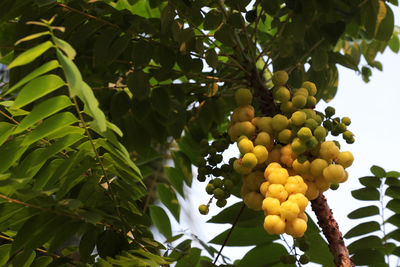 Low angle view of fruits growing on tree