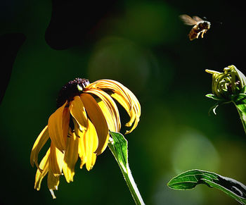 Close-up of insect on yellow flower