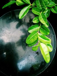 High angle view of potted plant in water