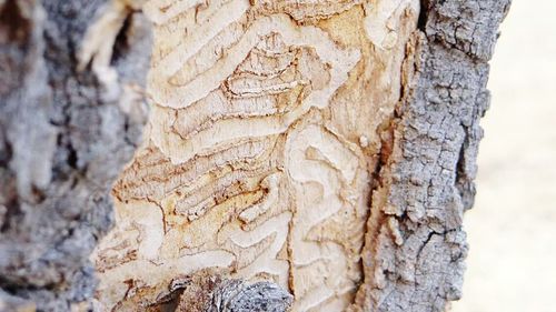 Close-up of tree trunk