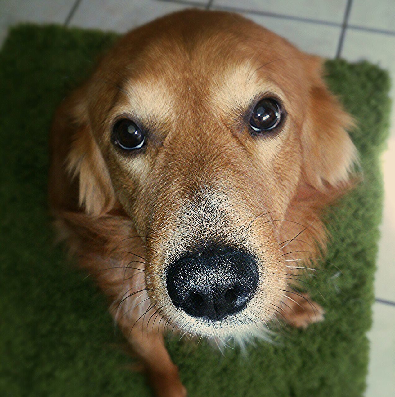 animal themes, dog, one animal, close-up, domestic animals, portrait, pets, looking at camera, mammal, animal head, indoors, focus on foreground, animal body part, part of, brown, front view, snout, no people, day, cute