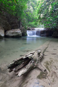 Scenic view of waterfall in forest