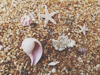 Close-up of shells on shore