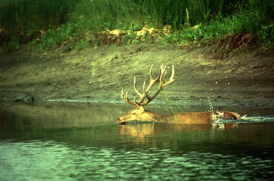 Scenic view of lake