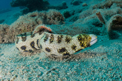 View of fish swimming underwater