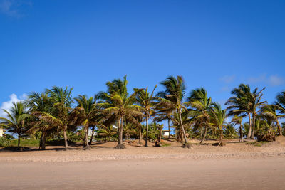 Palm trees against clear blue sky