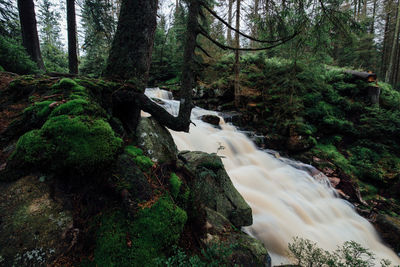 View of waterfall in forest