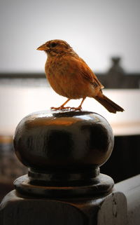 Close-up of bird perching