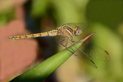 Close-up of dragonfly on leaf