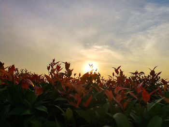 Close-up of plants against sunset sky