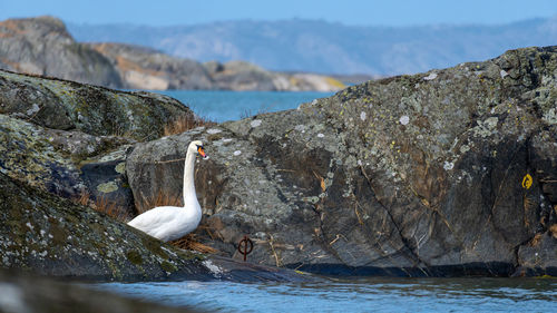 View of bird on rock by sea