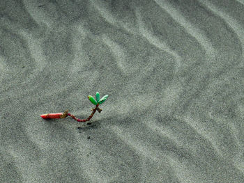 A little plant with three green leaves in the middle of sand dunes of a caribbean beach 