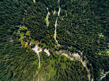 High angle view of plants growing on field