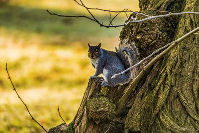 Squirrel sitting on tree