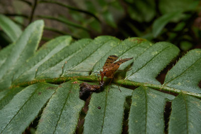 Close-up of insect on leaf