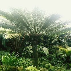 Palm trees growing against sky