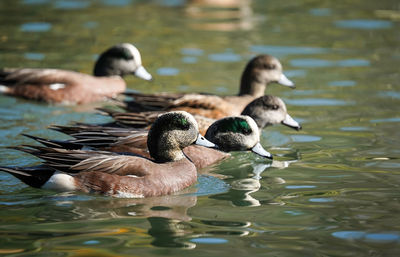 Ducks in lake