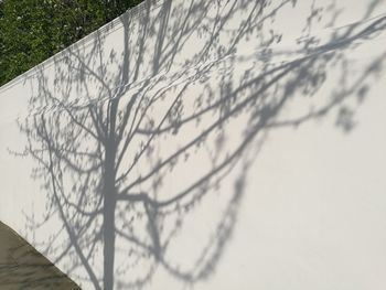 Close-up of tree