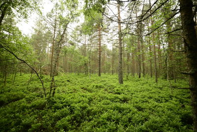 Trees in forest