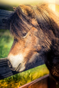 Close-up of horse eye