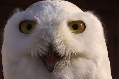 Close-up portrait of owl