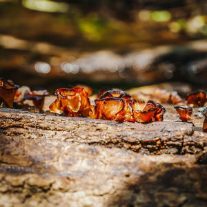 Close-up of ant on rock