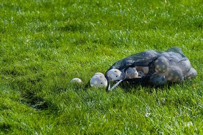 View of an animal on field