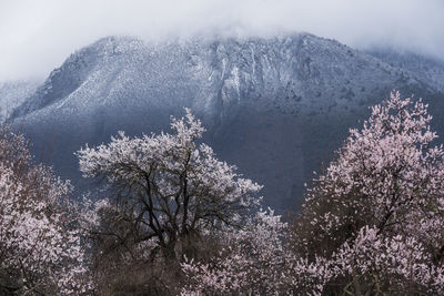 Low angle view of cherry tree against sky during winter