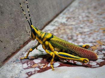 High angle view of insect on wall