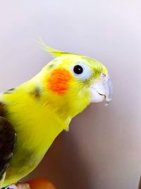 Close-up of a bird