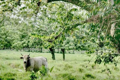 Cow in a field