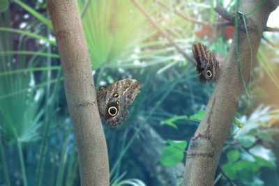 Close-up of insect on tree trunk