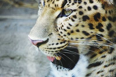 Close-up of leopard in zoo