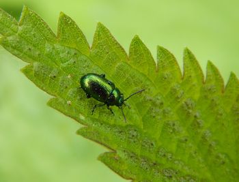 Close-up of insect on plant