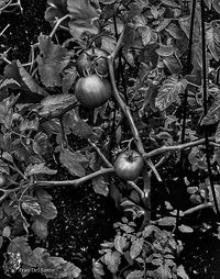 Close-up of fruits