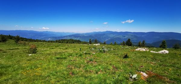 Scenic view of field against blue sky