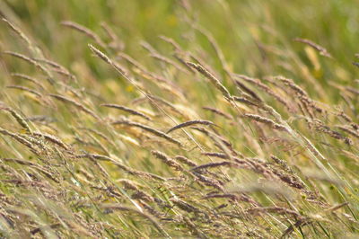 Close-up of crops on field