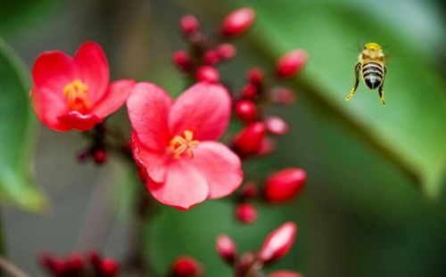 Close-up of insect pollinating flower
